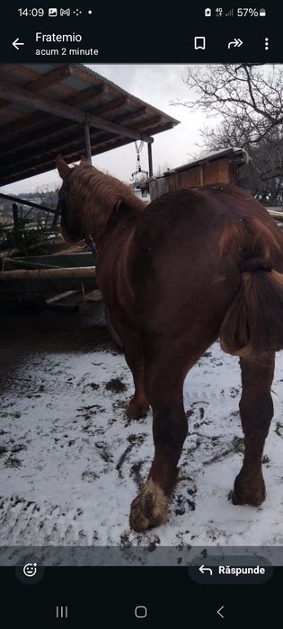 Vand manz de 1 an jumătate