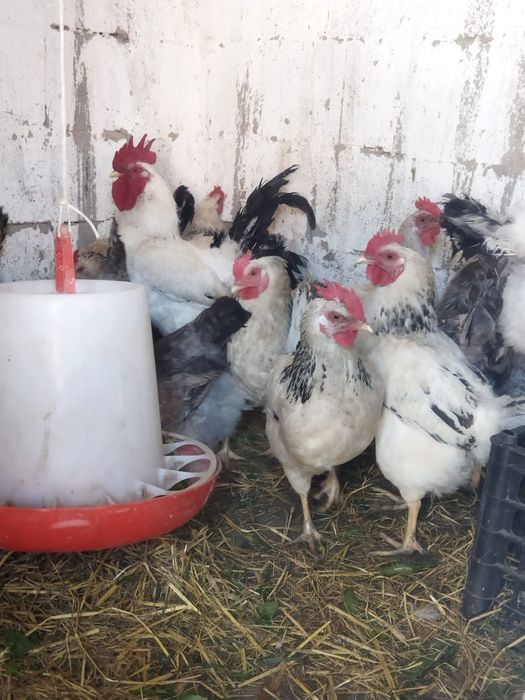 Продам куры домашние