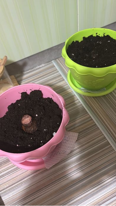 Продам амарилисы.