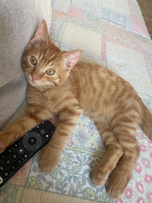 Отдам котенка в добрые руки