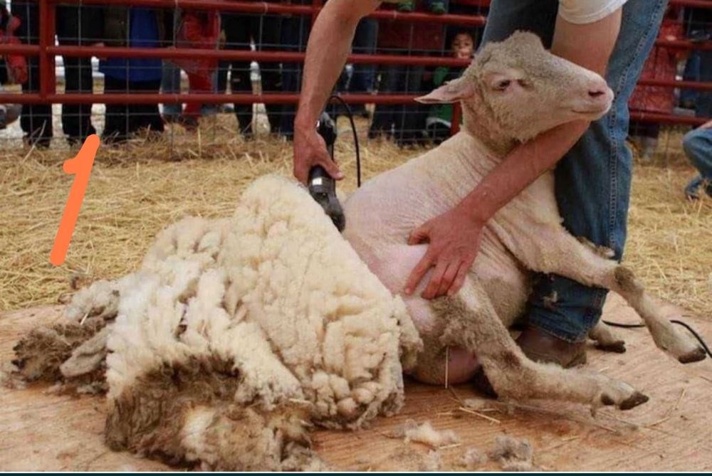 qoy yungini qirqamiz