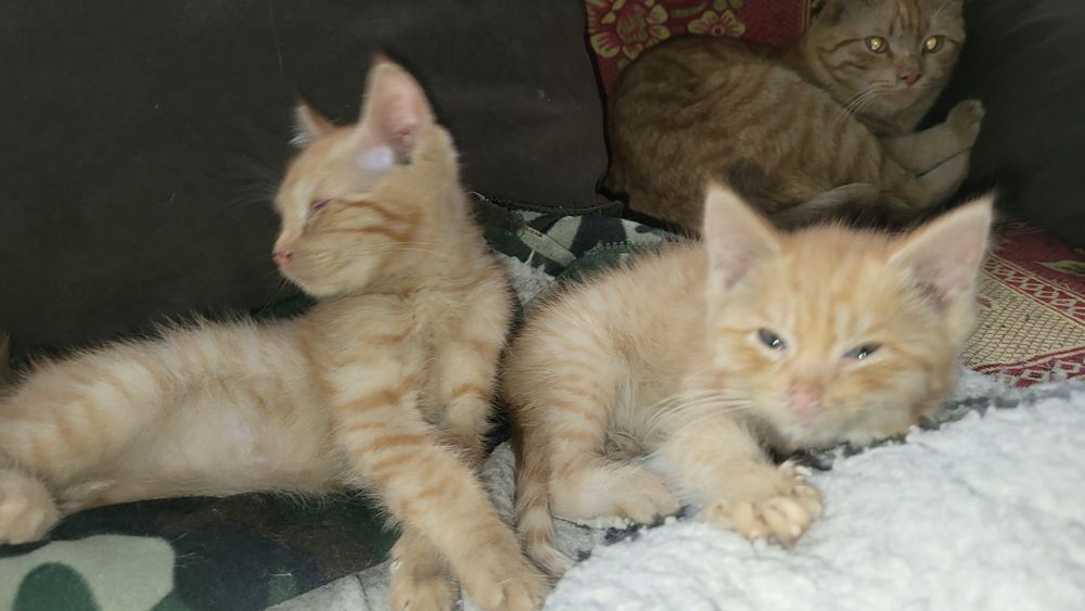 Котята рыжие бесплатно