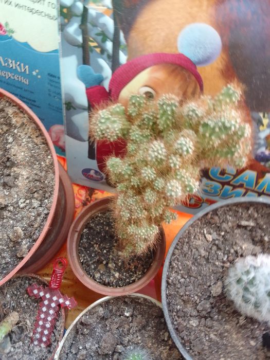 Продам Отростки кактусов