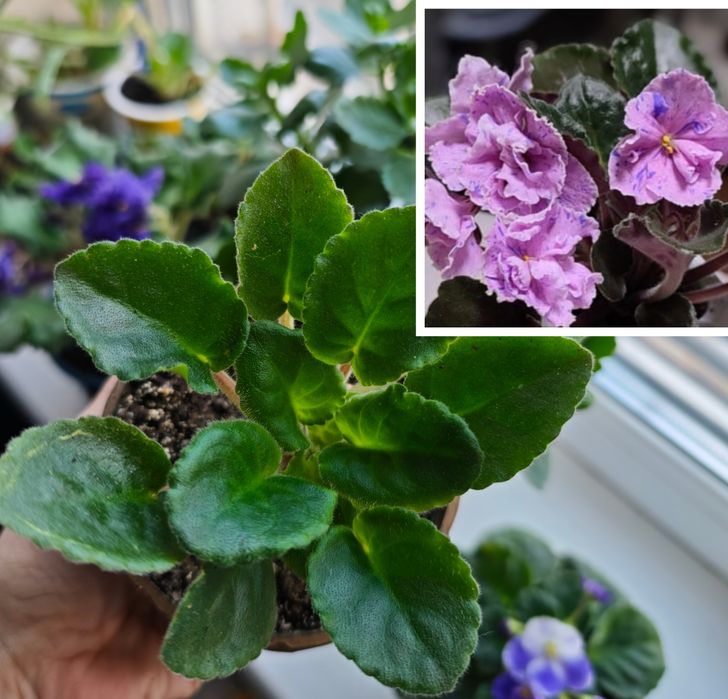 Разные комнатные цветы