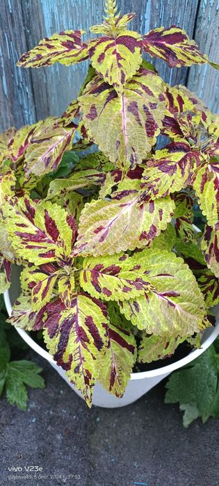 Продам колеус отростки