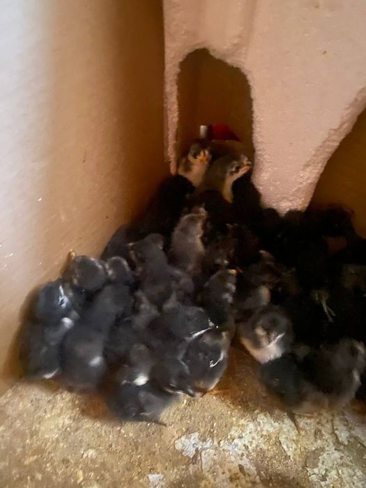 Жерси жу́жалари сотилади 20.000 дан Бир хафталиги