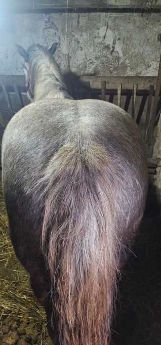 Vand iapa de 4 ani jumate, gestanta de 9 luni