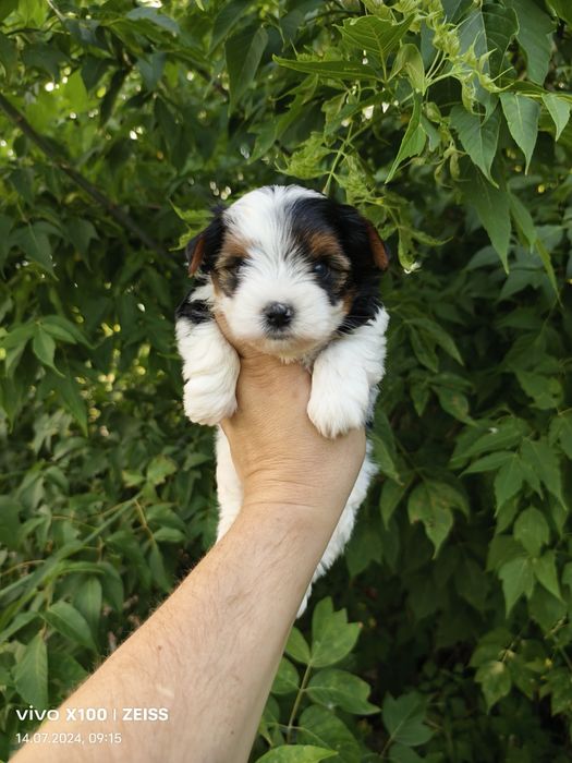 Продам. щенков бивера.