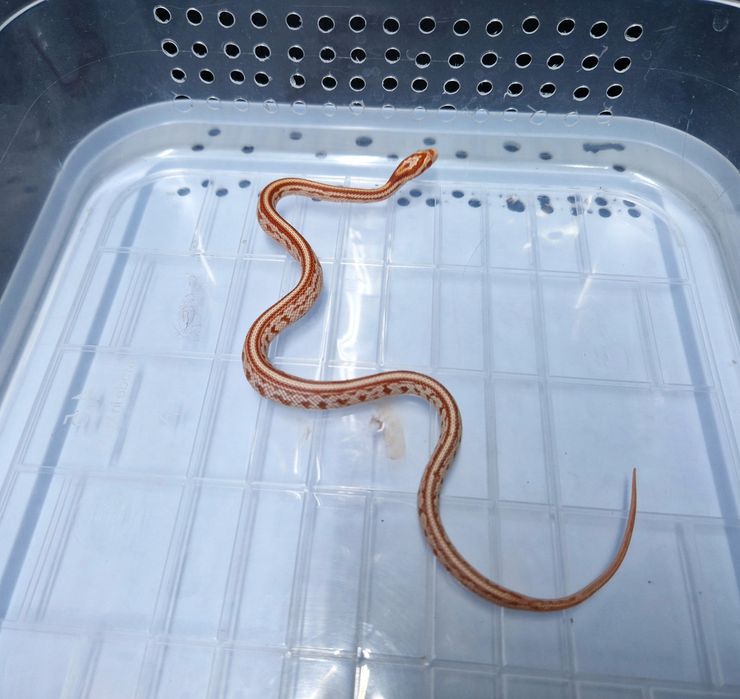 Змеи от 45 тысяч