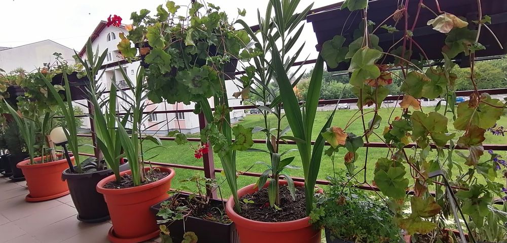 Leandru înălțime 80 centimetri, 90 cm, 1 metru, în ghiveci mare de 25L