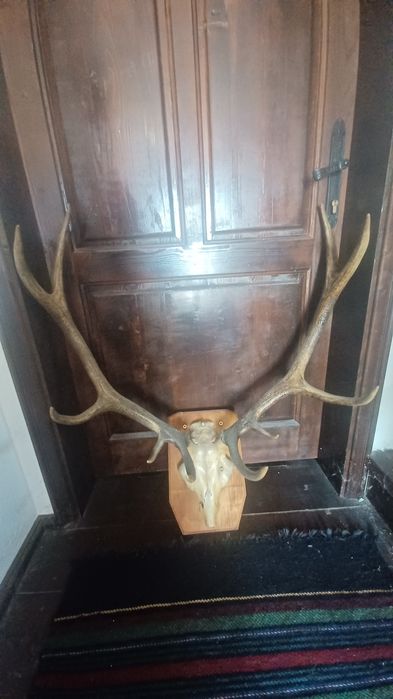 Еленски рога истински