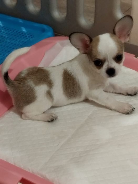 В продаже щенок Чихуахуа.