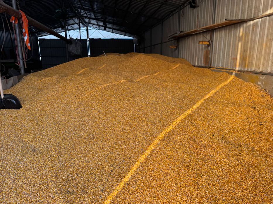 Porumb boabe cules toamna