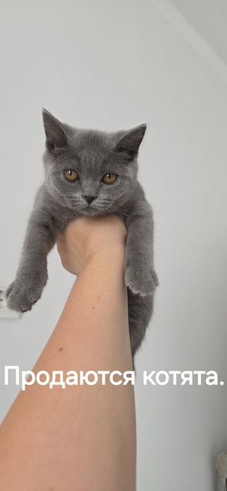 Продаются котята скитиш страйт