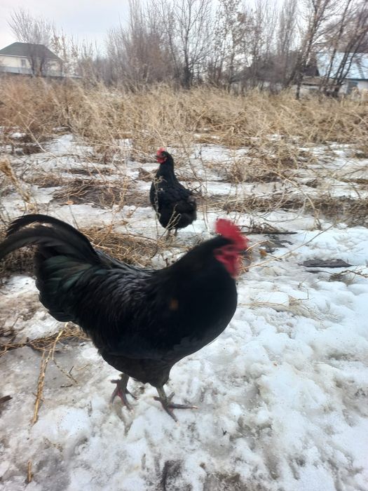 Петух  8 месяцев