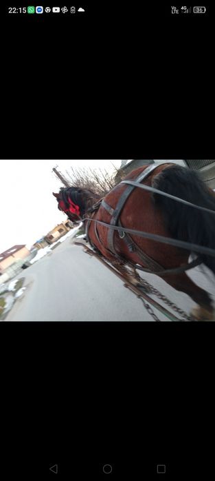 De vânzare cal castrat foarte bun de ham și cuminte se poate face orce lucru cu el prășit arăt merge singur la orce fara probleme nu are nici un defe