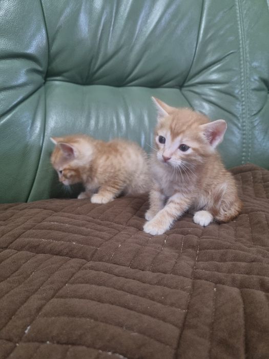 Отдаём котят в хорошие руки