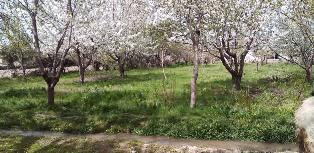 Оққўрғон, Қахрамон МФЙ, Тоштўғон / Oqqo'rg'on, Qahromon, Toshto'g'on