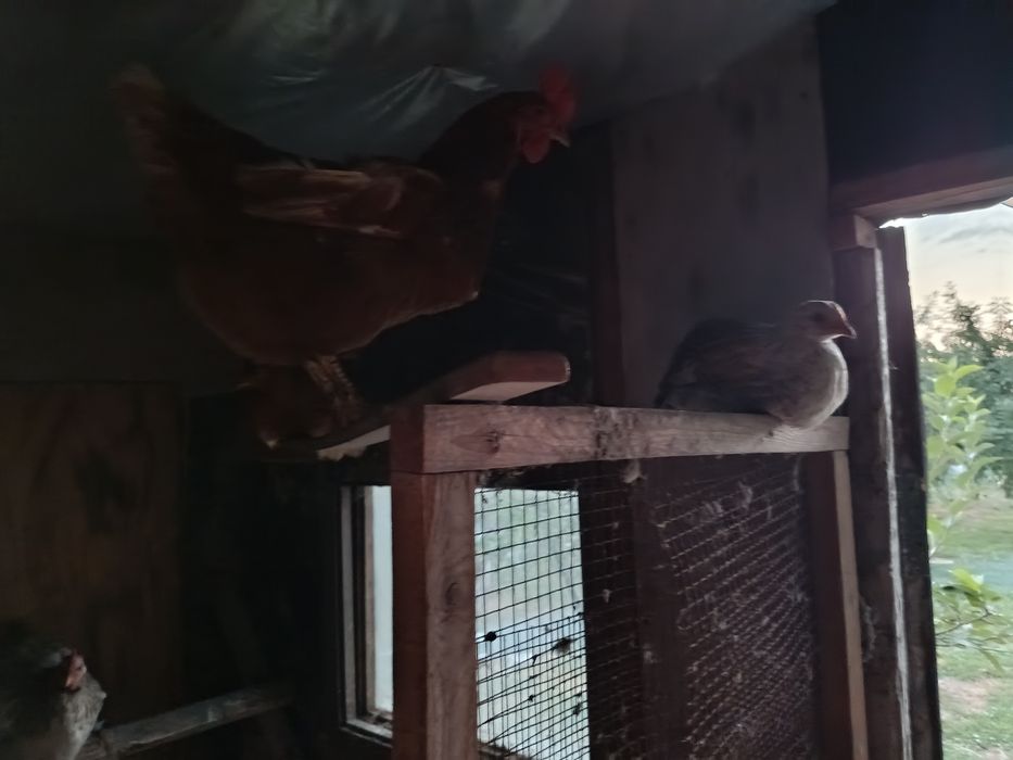 Продам домашних кур