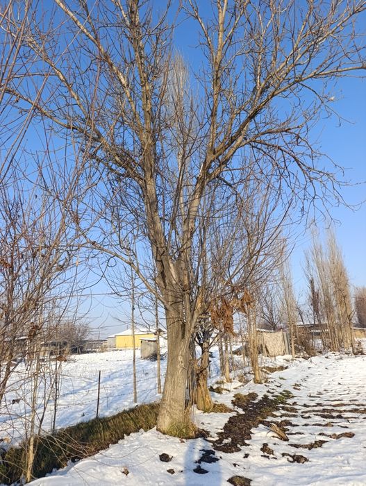 Yongoq darahti 2 dona