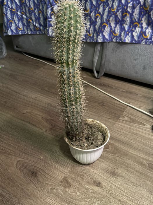 Кактус Эхинопсис