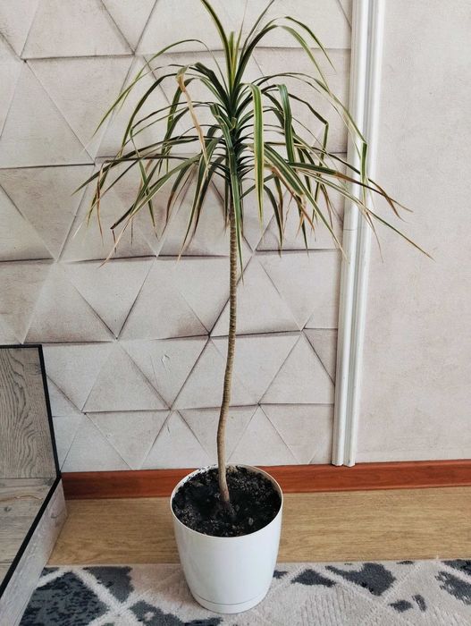 Цветы комнатные сансевиерия