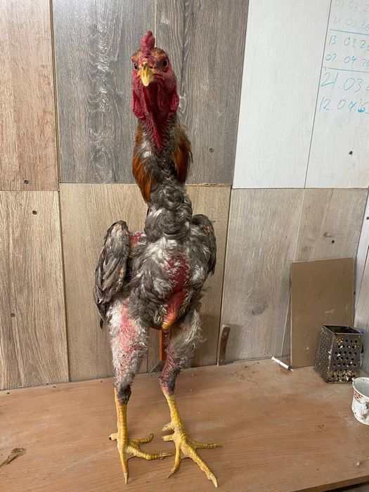 Продам питушка шамо корейц