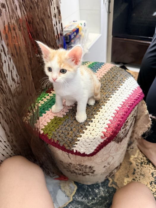 Котенок мальчик 2 месячный