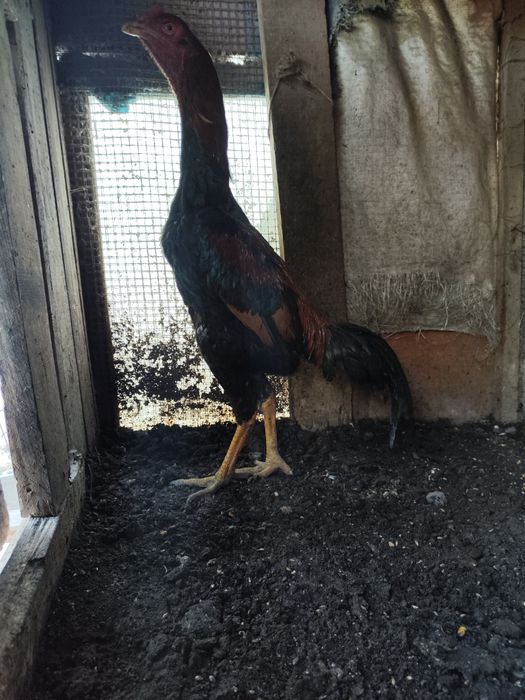 Бойцовый Дакан джужик