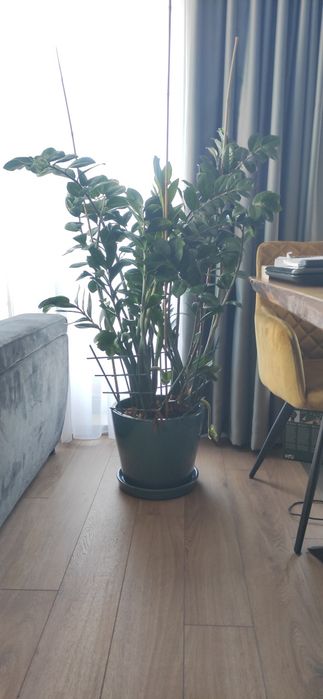 Замиокулкас (Zamioculcas loddigesii) дървото на желанията
