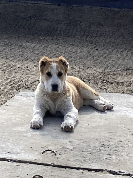 Сао 3,5 ай Алабай