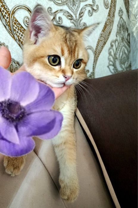 Залатисти шиншила