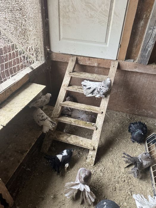 De vânzare voltati indieni