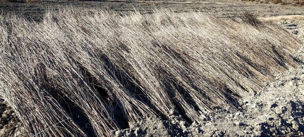 Тут кучатлари сотилади