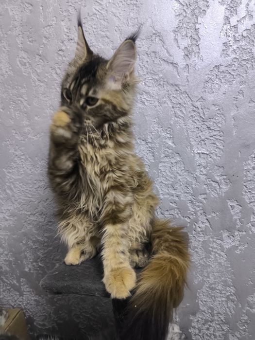 Мейн-кун котята девочки