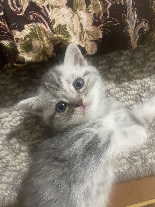 Продается котята