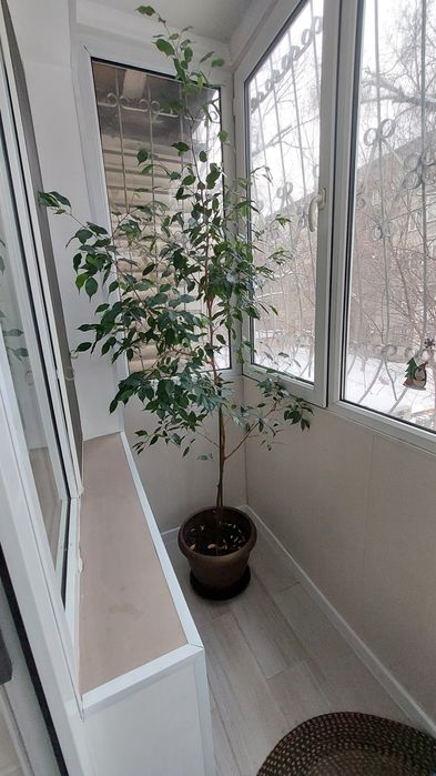 Фикус Бенджамина