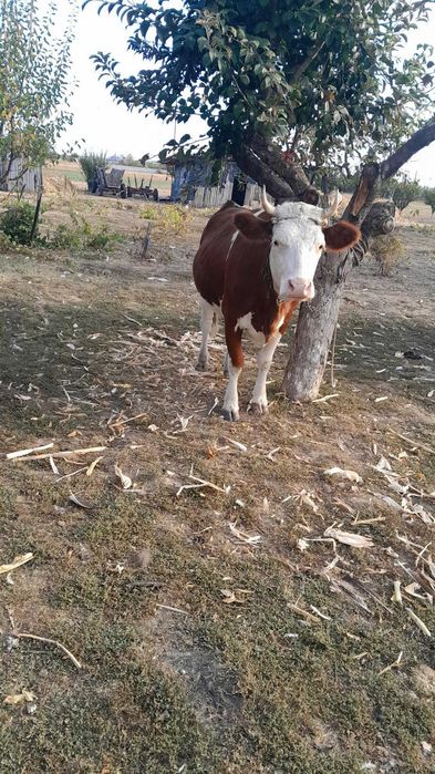 Vand vaca rasa Simmental cu vitelusa