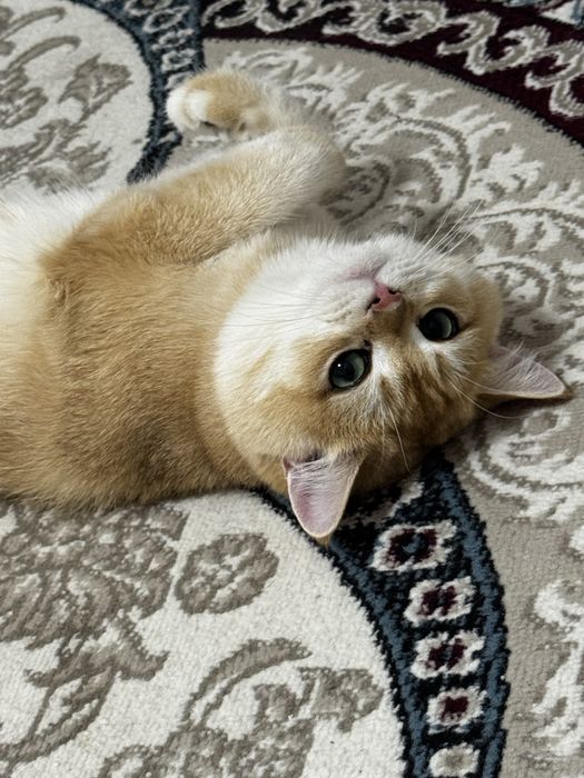 Продам или обменяю британского кота