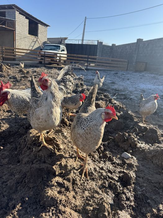 Барковская барвиста