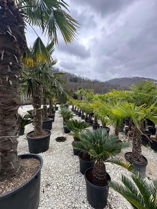 Plante Ornamentale de Diferite Dimensiuni