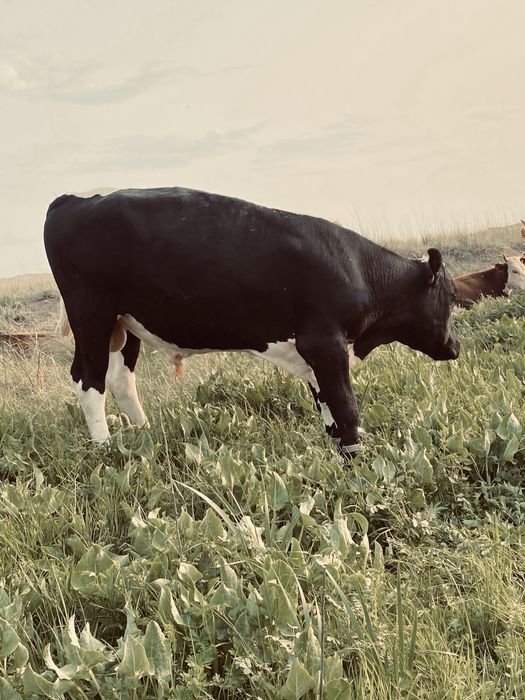 Бычки проодаажее