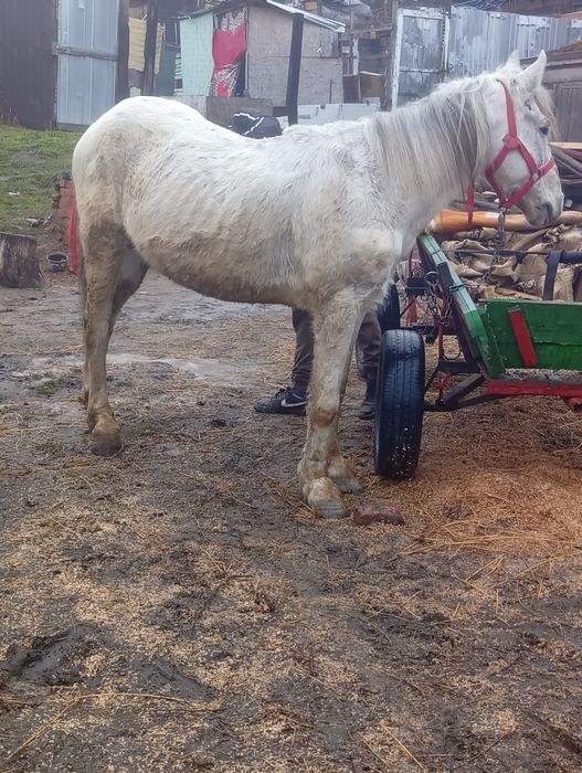 De vânzare armăsar cuminte și caruta