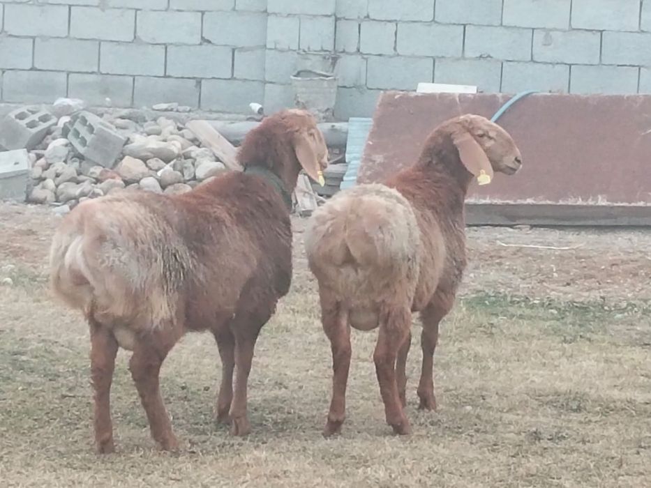 Токты кошкар тоқты қошқар