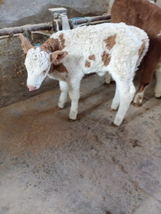 Viței 1-4 săptămâni