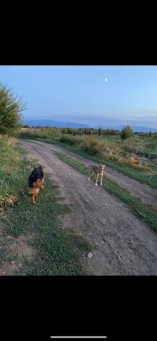 Продам бельгийскую овчярку