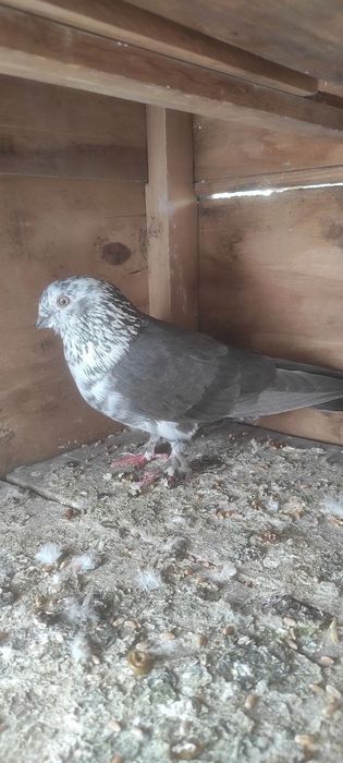 Продаются голуби