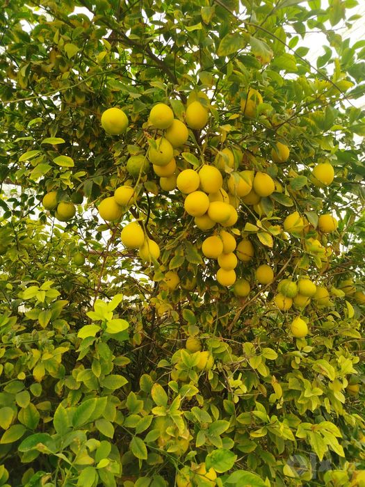 Limon mesni sotiladi