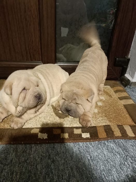 Sharpei dragalasi