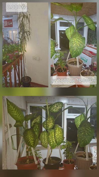 Продам комнатные растения